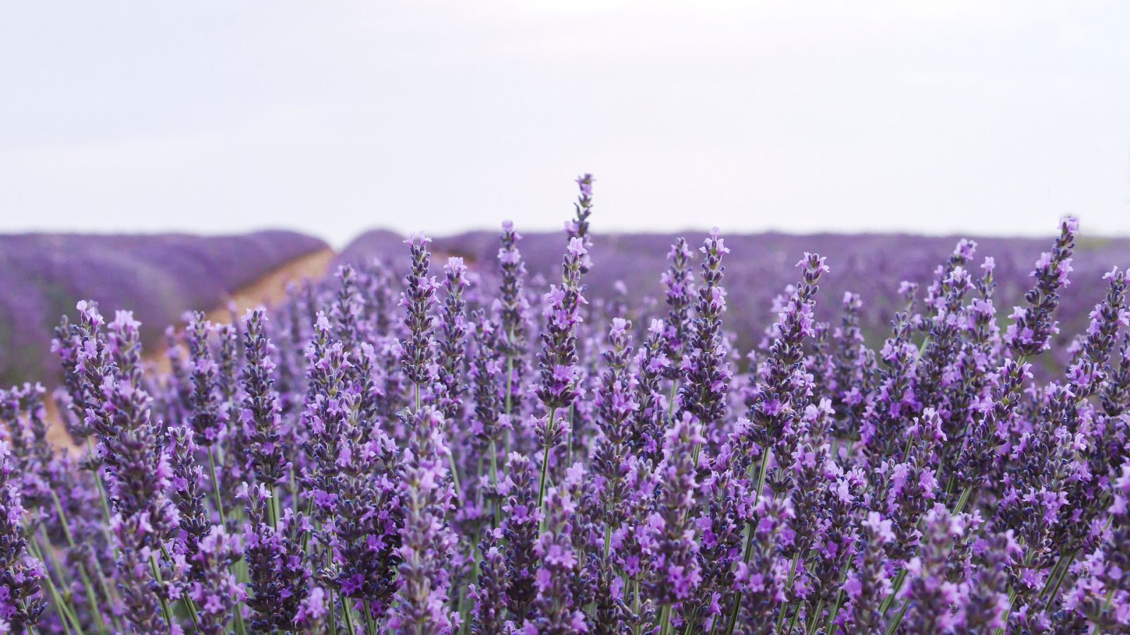 Aquí la Tierra - Plantas arómaticas y su singular olor