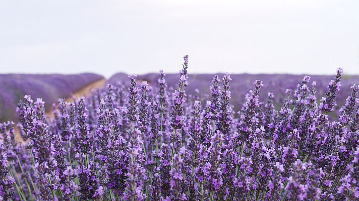 Aquí la Tierra - Plantas arómaticas y su singular olor