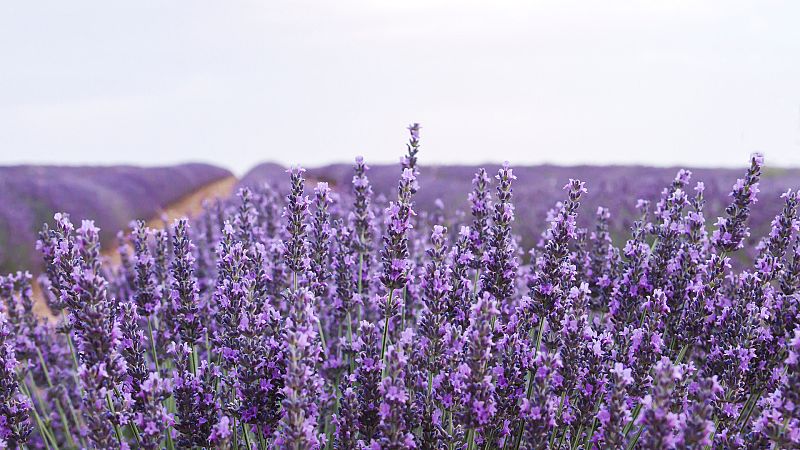 Aquí la Tierra - Plantas arómaticas y su singular olor