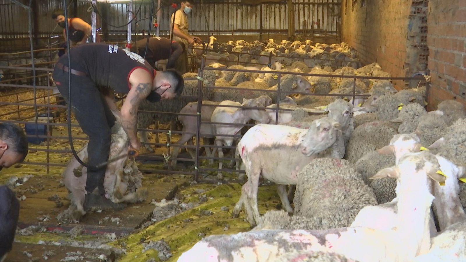 Agrosfera - 10/04/21 - ver ahora