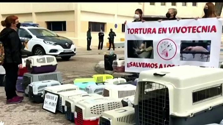 Informativo 24h - La Comunidad de Madrid suspende la actividad investigadora de Vivotecnia por presunto maltrato animal