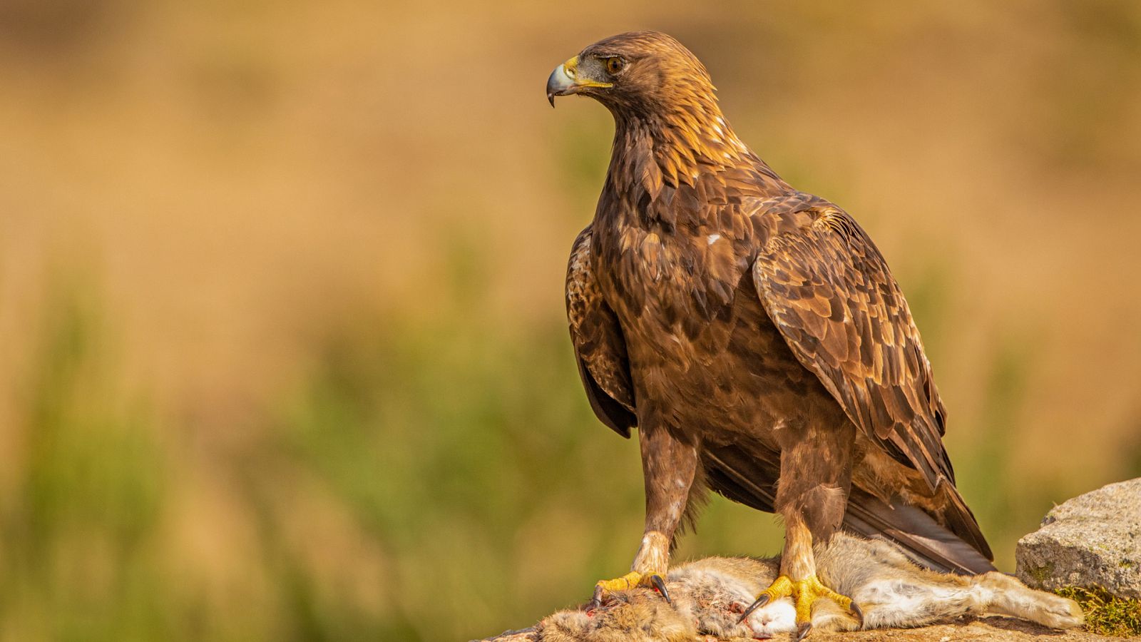 Somos documentales - Nipalensis, cuando la naturaleza se equivoca - ver ahora