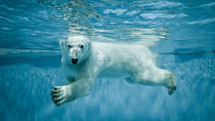 Arsenal animal - Maestros del disfraz