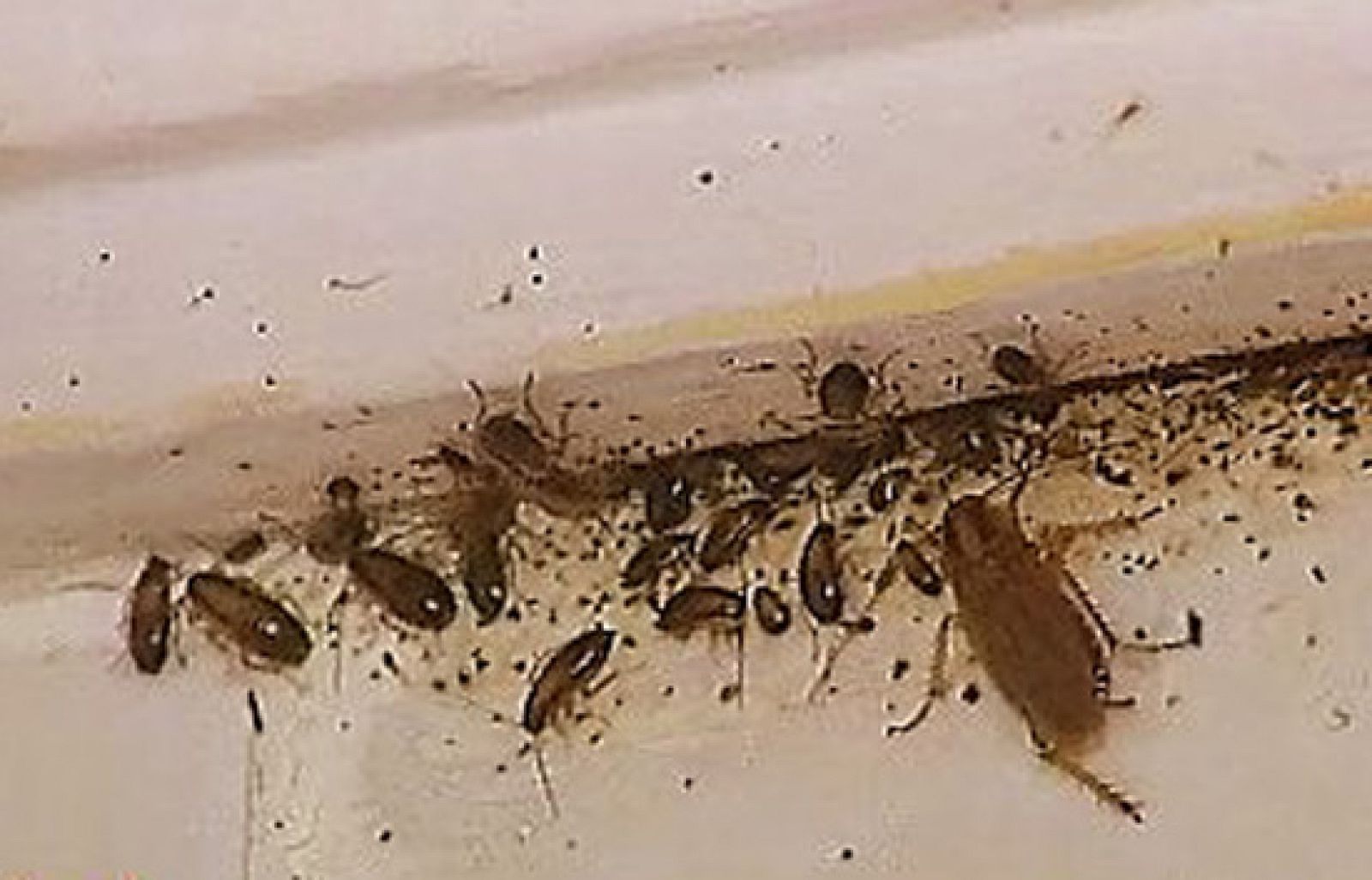 España Directo - Infestados de cucarachas | Ver