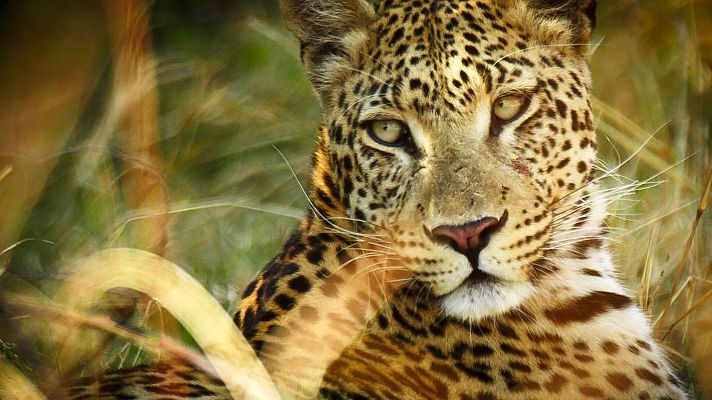 Grandes documentales - Cazadores creativos: El coliseo