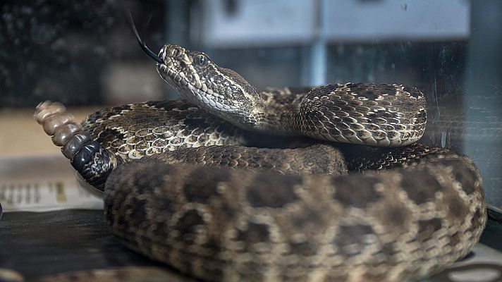 Somos Documentales - Medicina silvestre. Superpoderes de los animales