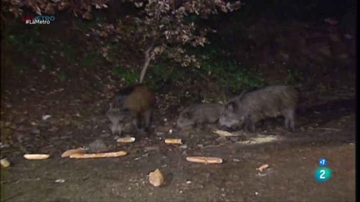 La Metro - Controlar els senglars i Polèmic pla urbanístic a Olesa