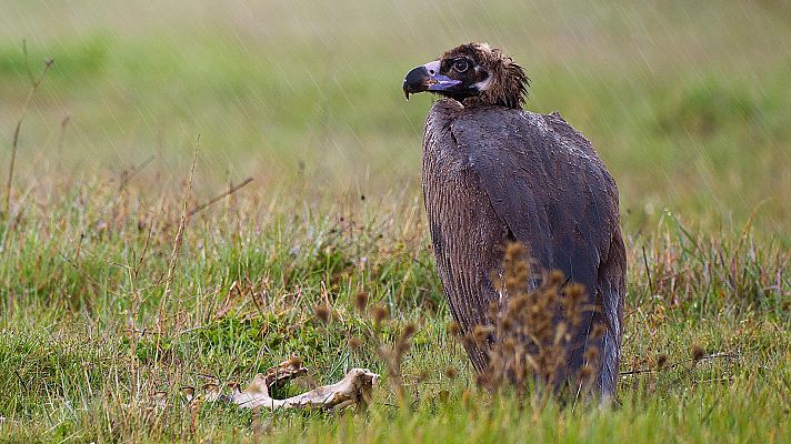Somos Documentales - Cerca de la muerte