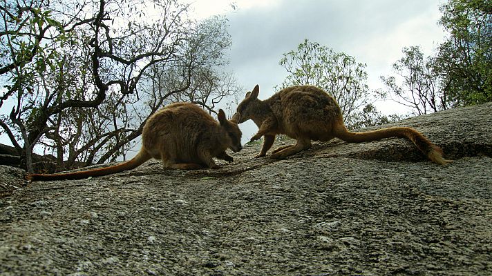 Planeta selva - Una jungla de aromas, Australia