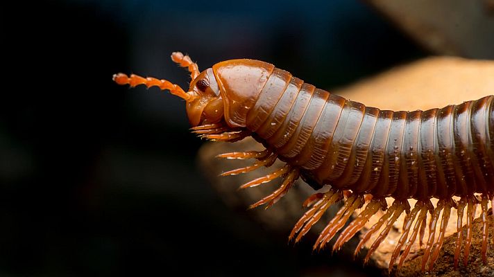 Arsenal animal - Secreciones y olores