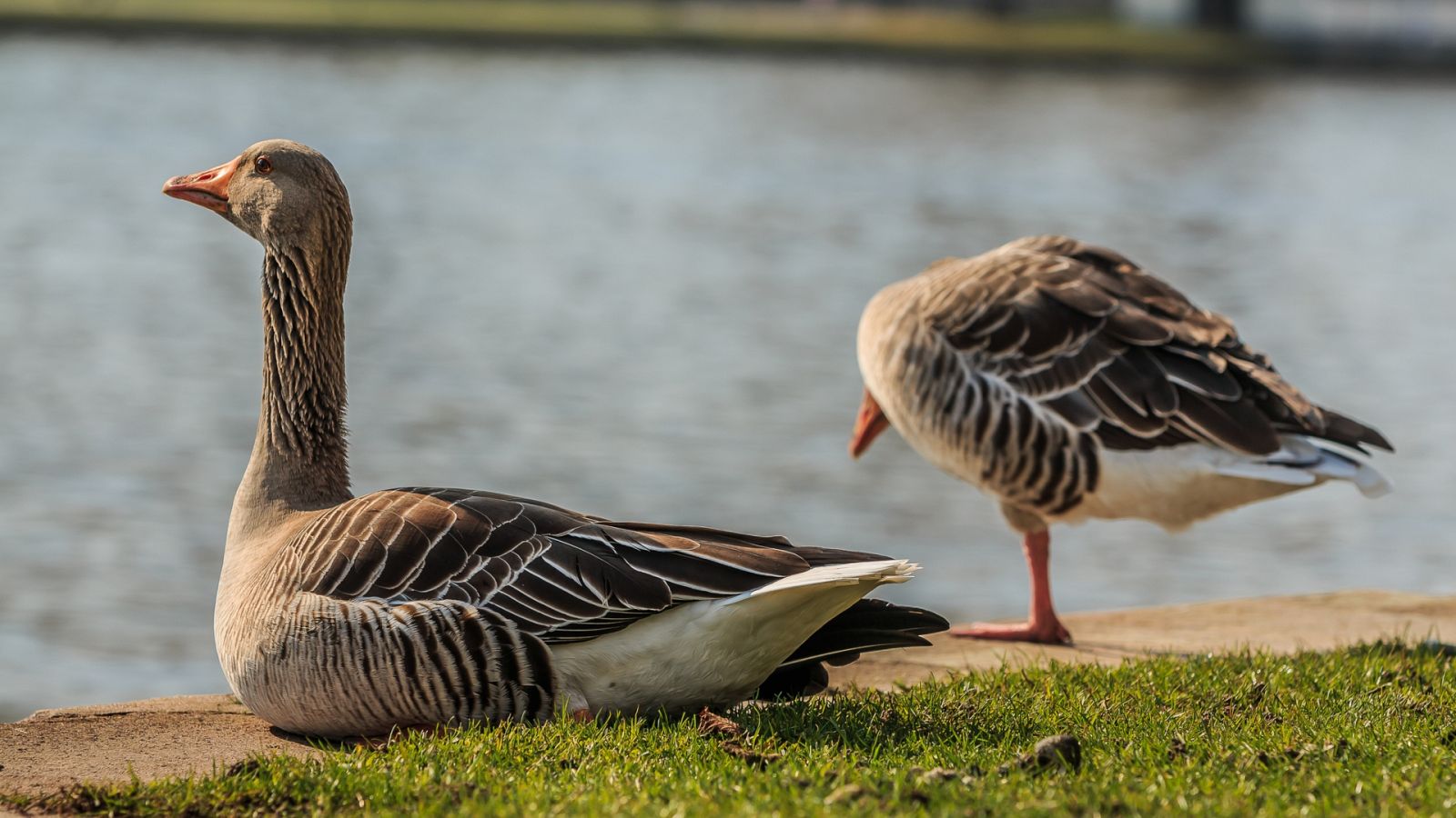 Aquí la Tierra - Érase una vez una granja en donde vivían emús y ocas euskal antzara