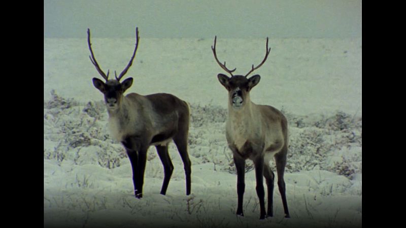 El hombre y la tierra (Serie canadiense) - Invierno en Canad - ver ahora
