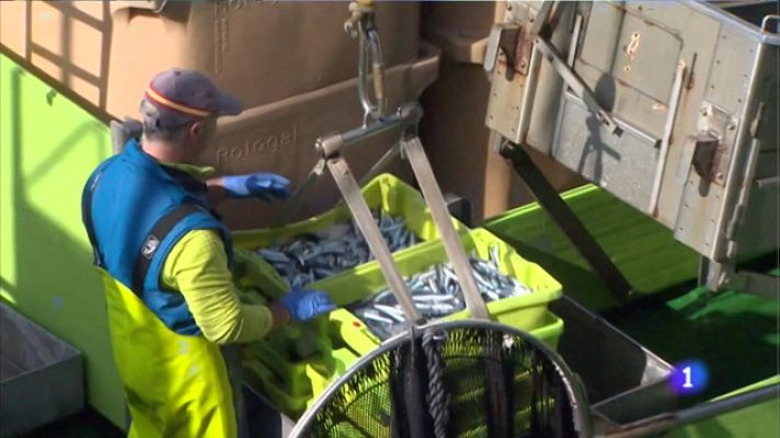 TeleCantabria - El tamaño del bocarte que se estaba pescando es demasiado pequeño para elaborar anchoas