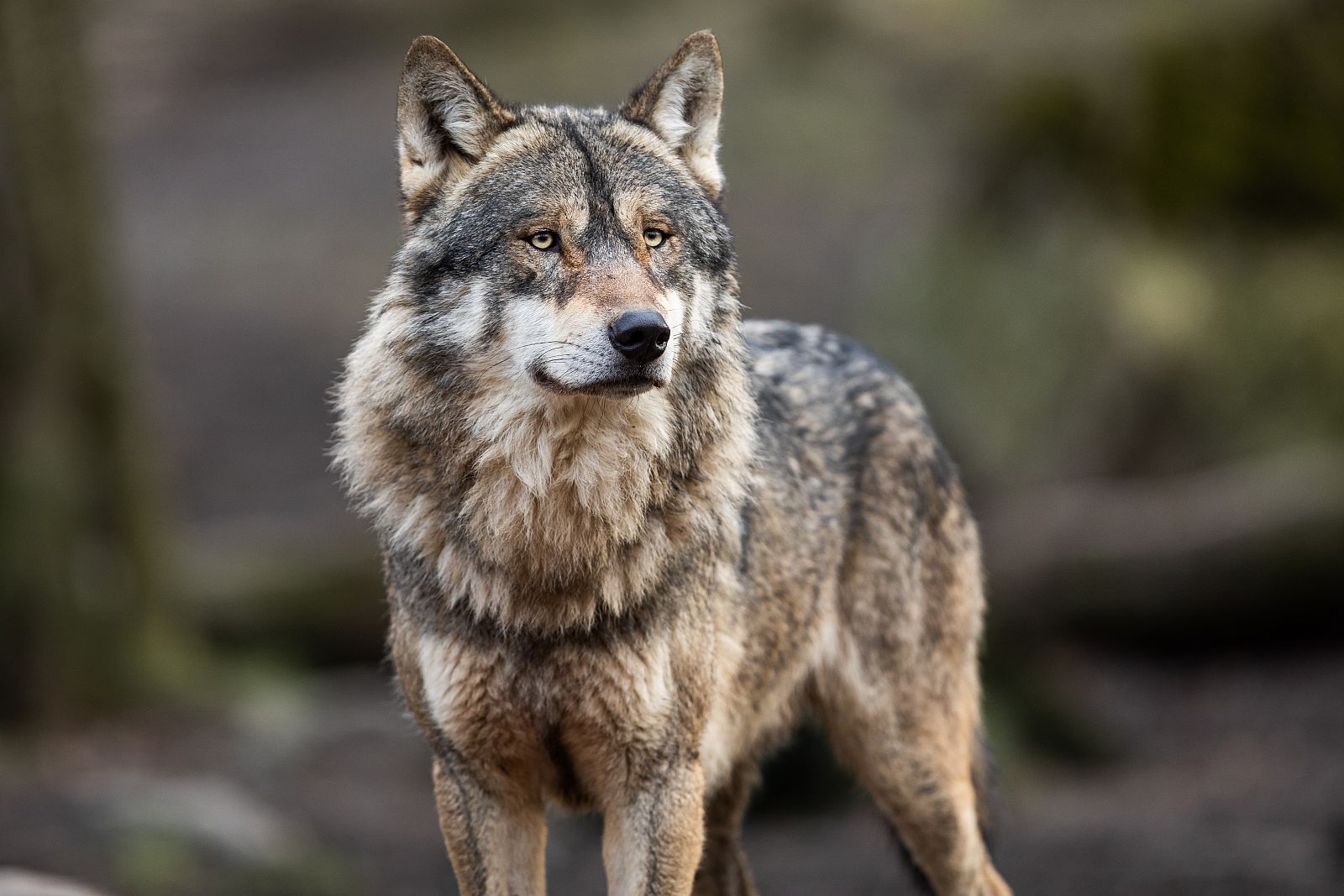 Espinosa de los Monteros denuncia ataques de lobo al ganado dentro del pueblo