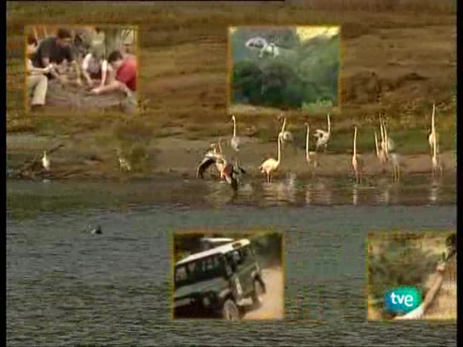 Guardianes de hábitat - Solitarios y errantes - Guardianes de hábitat | Ver