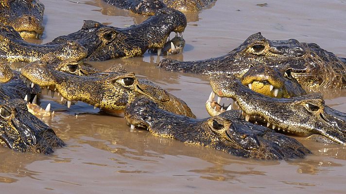 Somos Documentales - El caimán y el pantano maldito