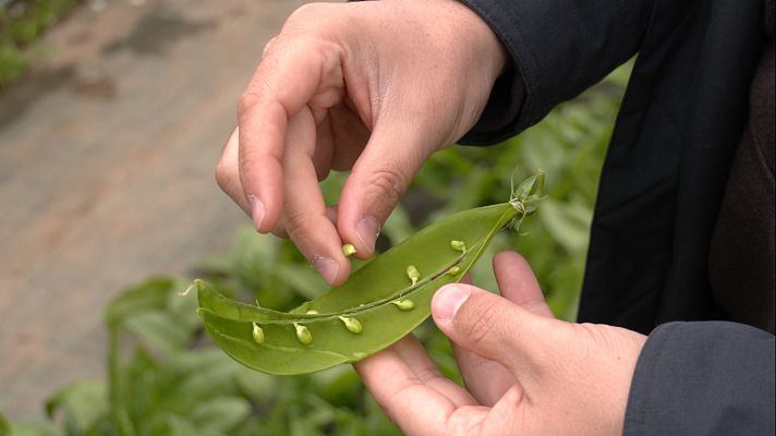 Aquí la Tierra - ¿Qué nos da la primavera en Cantabria?