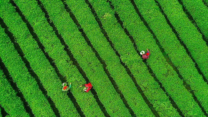 Telediario 1 - Viaje a las plantaciones de té de la región china de Guizhou