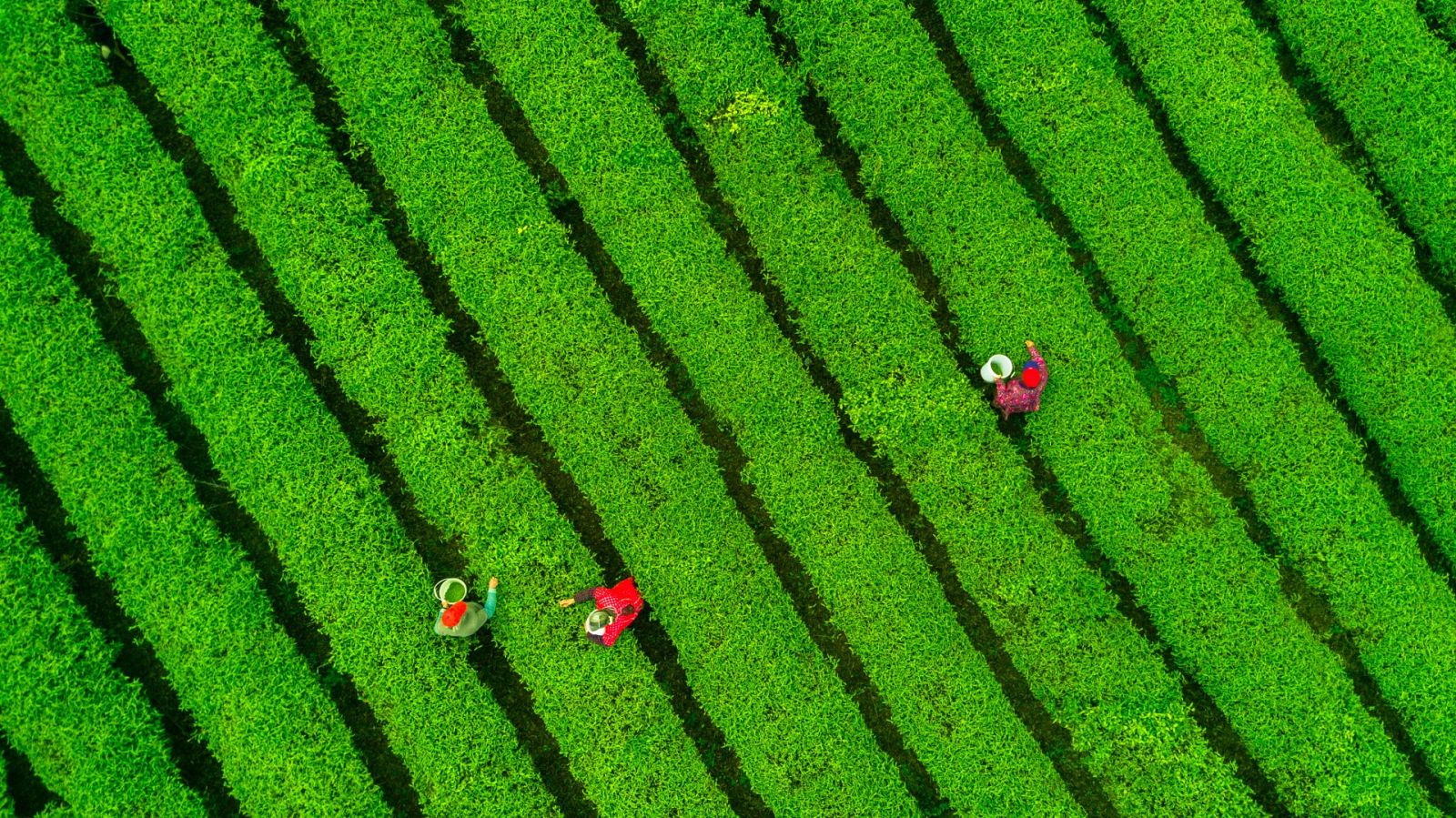 Viaje a las plantaciones de té de la región china de Guizhou
