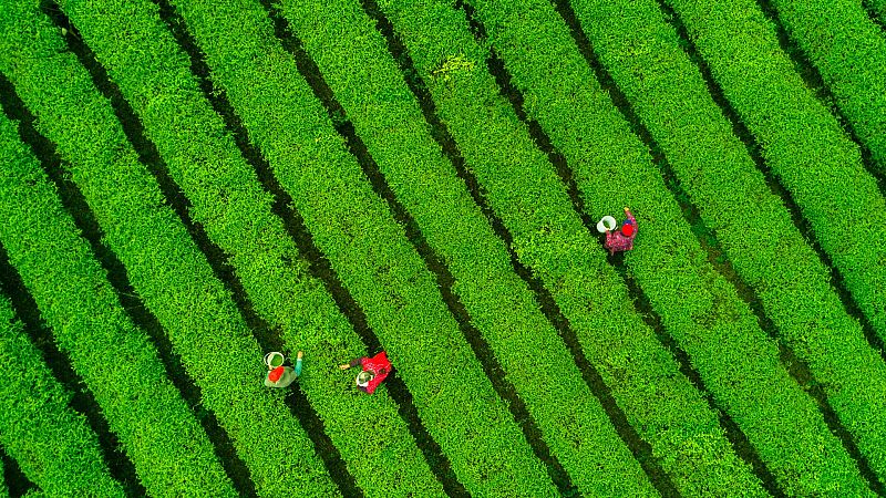 Viaje a las plantaciones de té de la región china de Guizhou