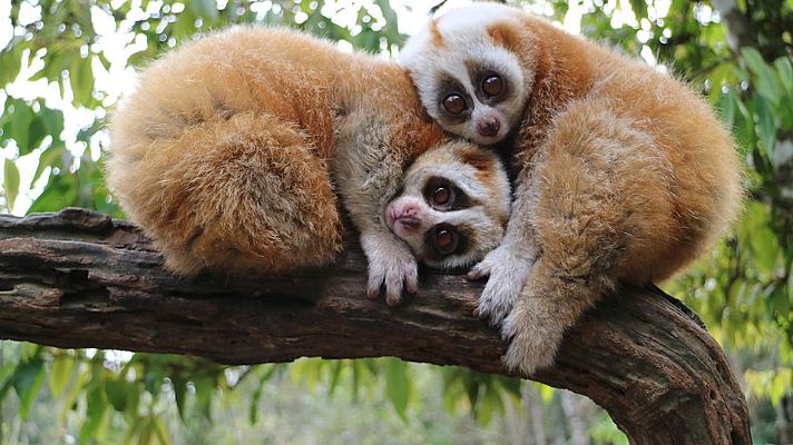 El lado indómito de China - El reino animal del Tibet