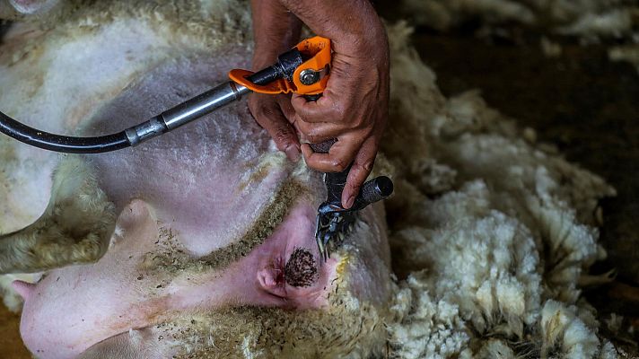 La hora de La 1 - Brote de Covid entre varios esquiladores uruguayos
