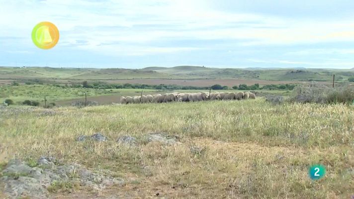 Agrosfera - Merinos lana