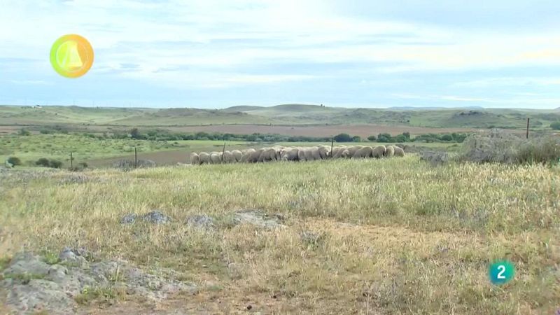 Laboratorio de ideas, Merinos lana