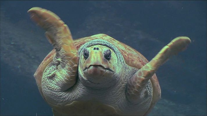 Nacido explorador - Sudáfrica, tortugas y tsongas