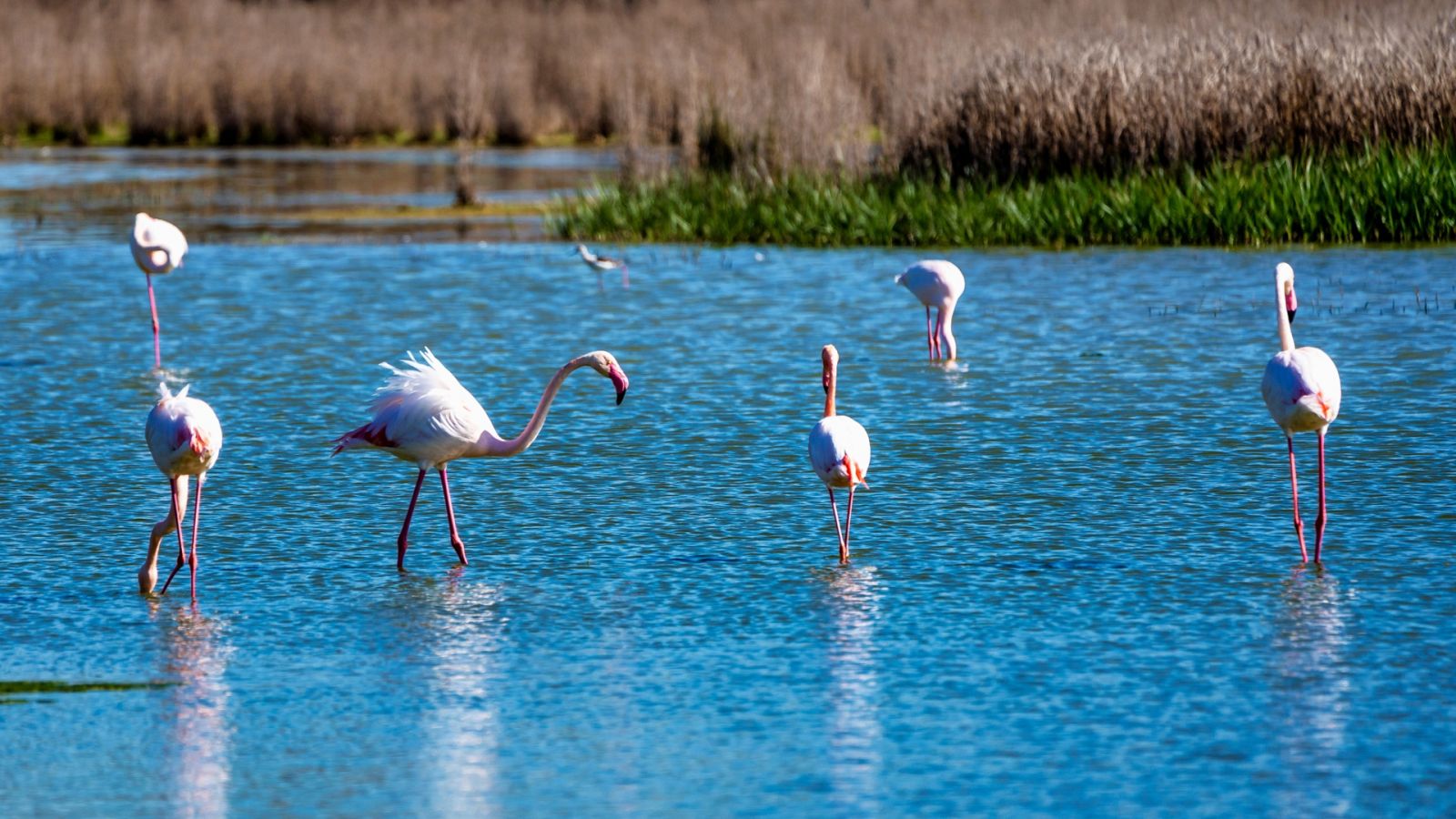 España Directo - El apareamiento de los flamencos en la Laguna de Fuente de Piedra