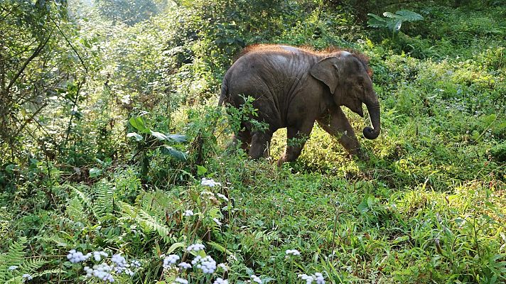 El lado indómito de China - Yunnan: Un reino salvaje