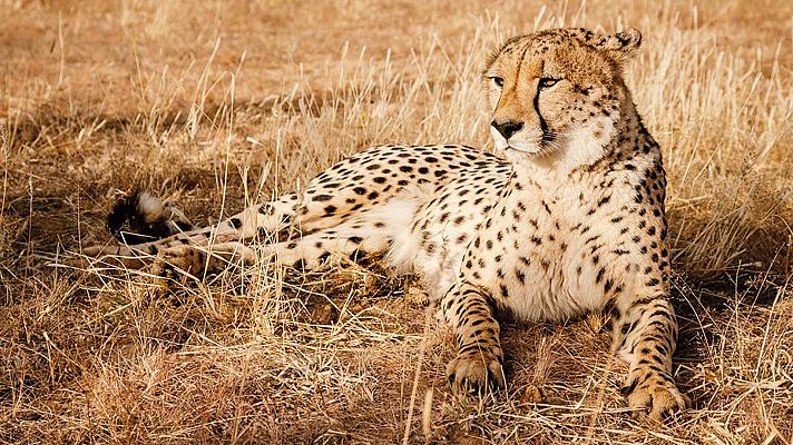 Somos Documentales - Guepardo acorralado