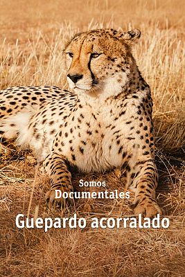 Somos Documentales - Guepardo acorralado