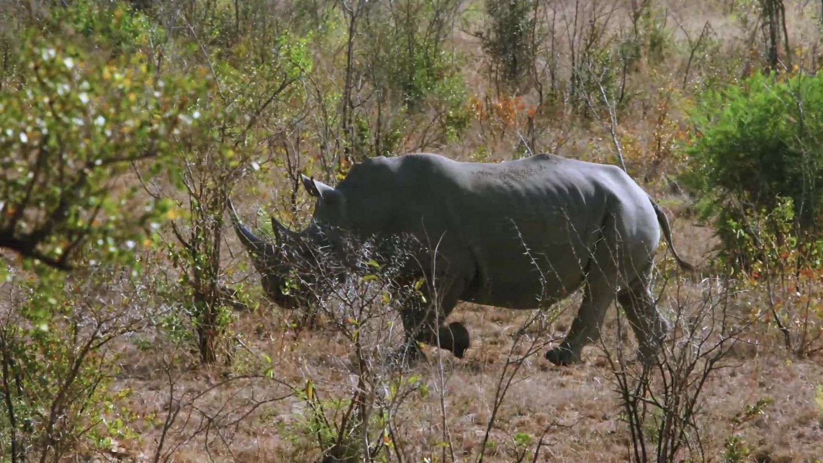 Planeta selva - Episodio 12: El bosque mariposa. Sabanas de Sudáfrica - ver ahora