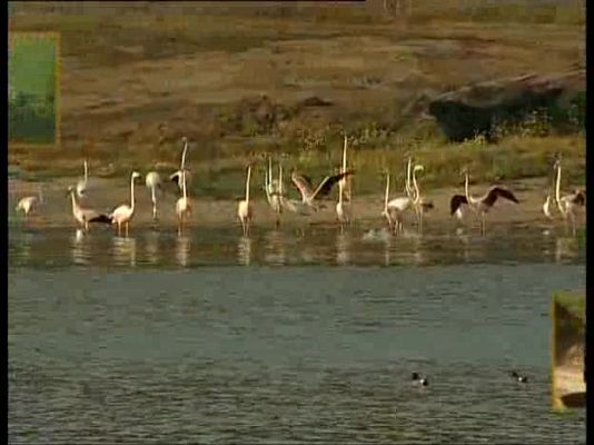 Guardianes de hábitat - Emperadores del aire