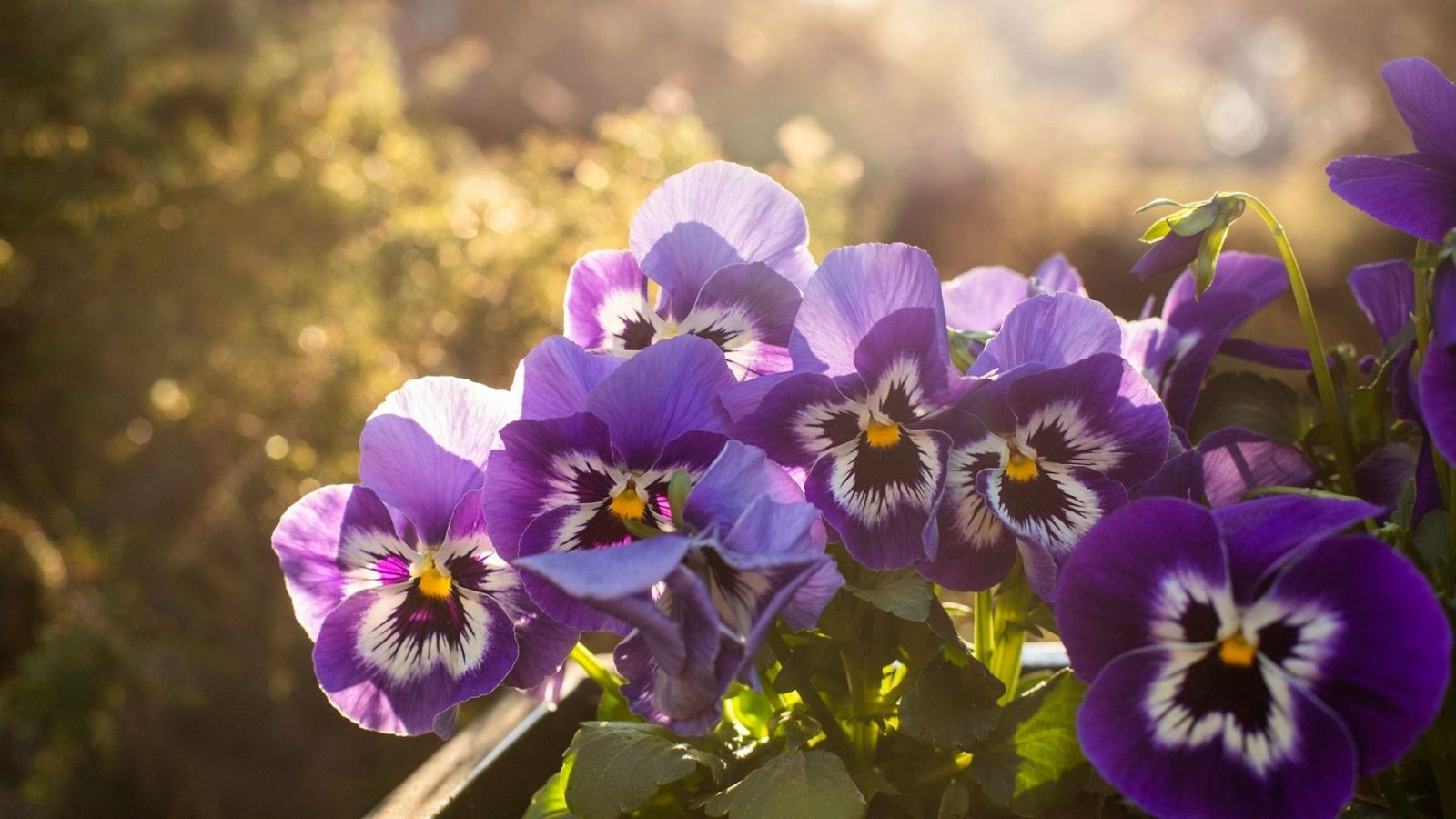 Aquí la Tierra - Nuestro hortelano de guardia reflexiona sobre las flores