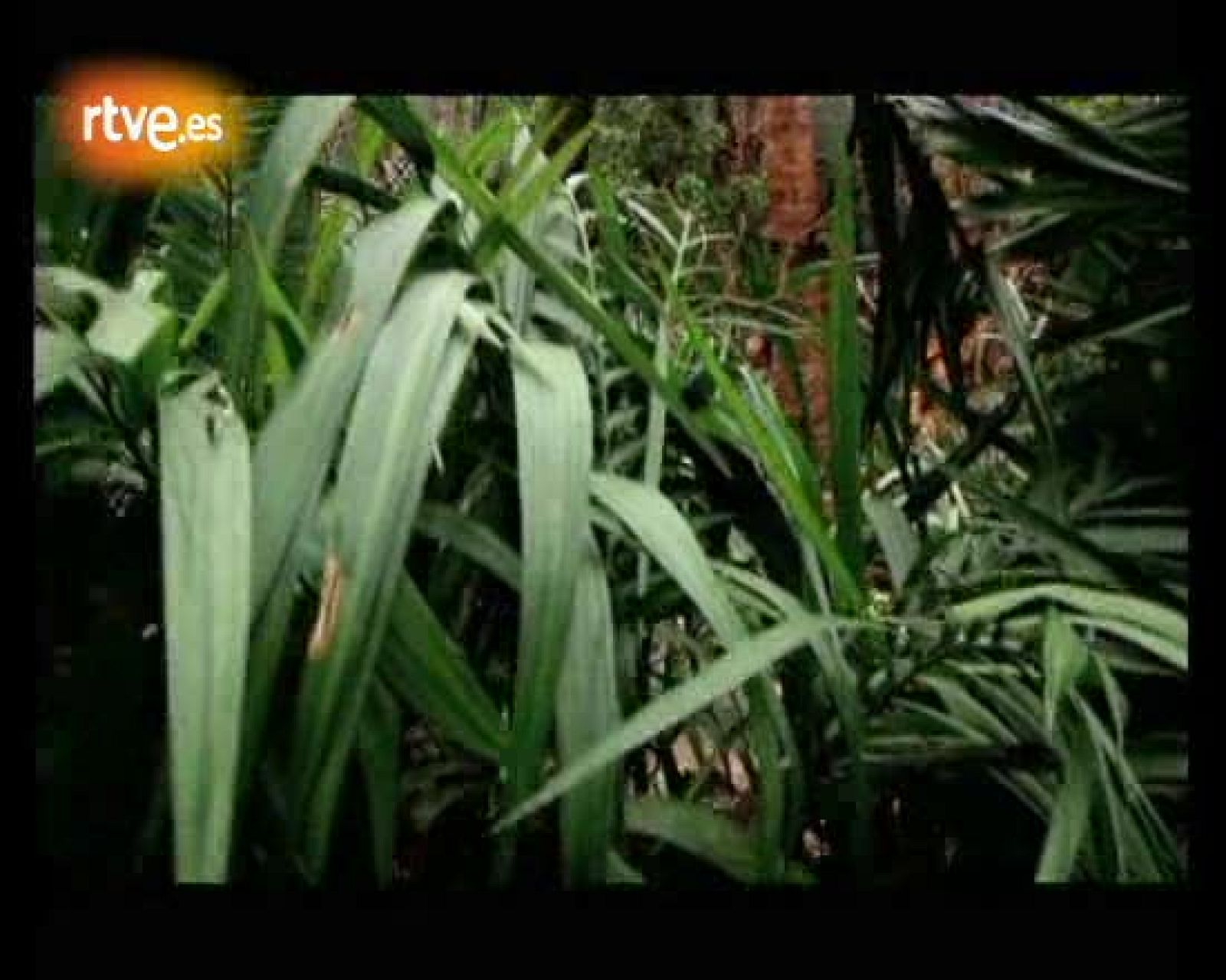 Fuera De Lugar:  Delinqüentes 'El Loro' - Fuera de lugar - Acústicos | Ver