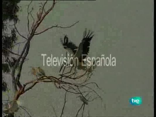 Guardianes de hábitat - Pequeños desconocidos