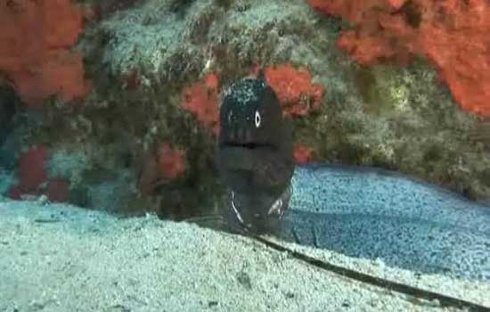 Especies nunca vistas en Canarias - Ciencia y tecnología en Rtve.es | Ver