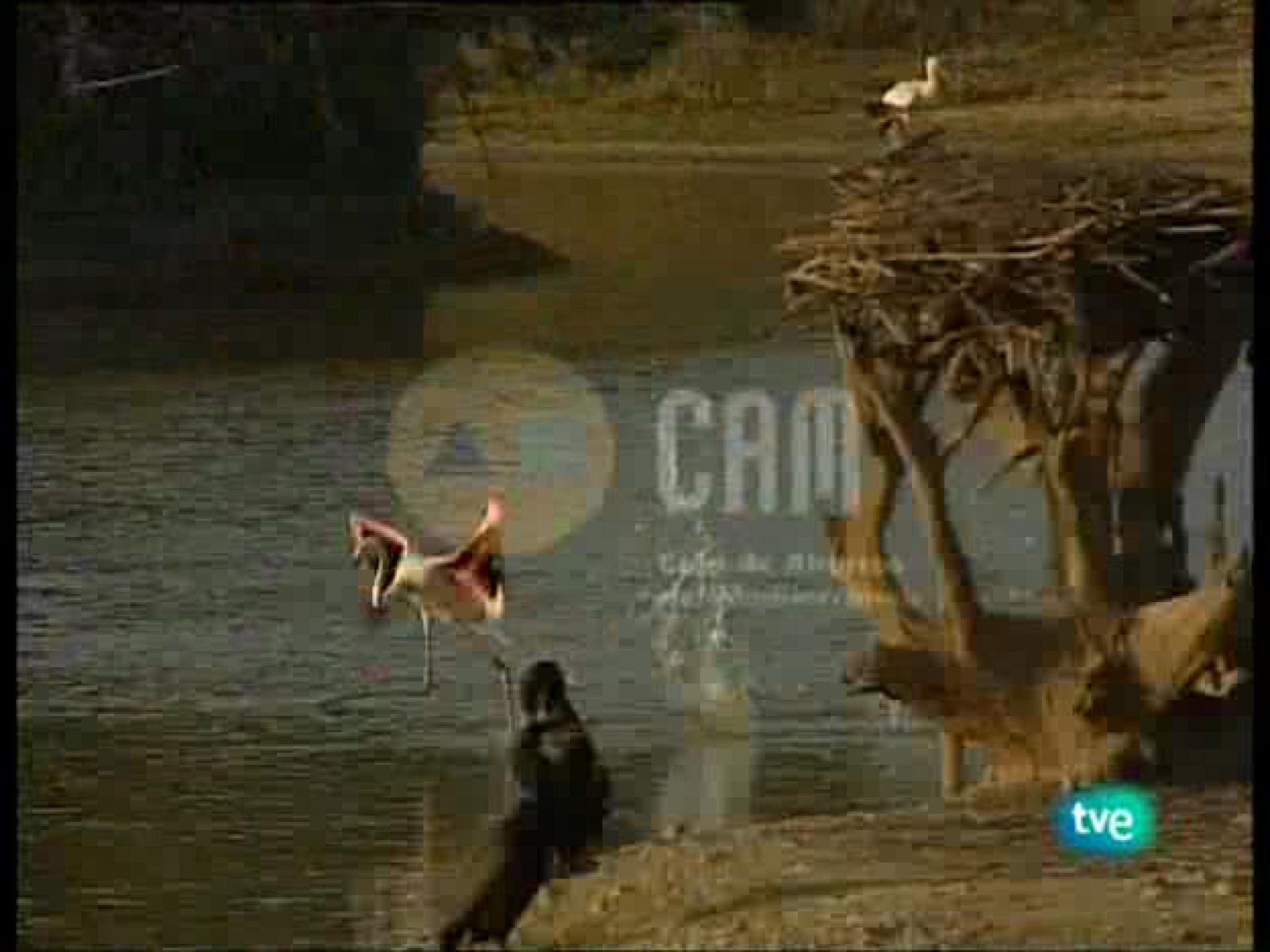 Guardianes de hábitat - Entre la espuma y la arena. - Guardianes de hábitat | Ver