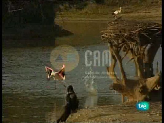 Guardianes de hábitat - Entre la espuma y la arena.