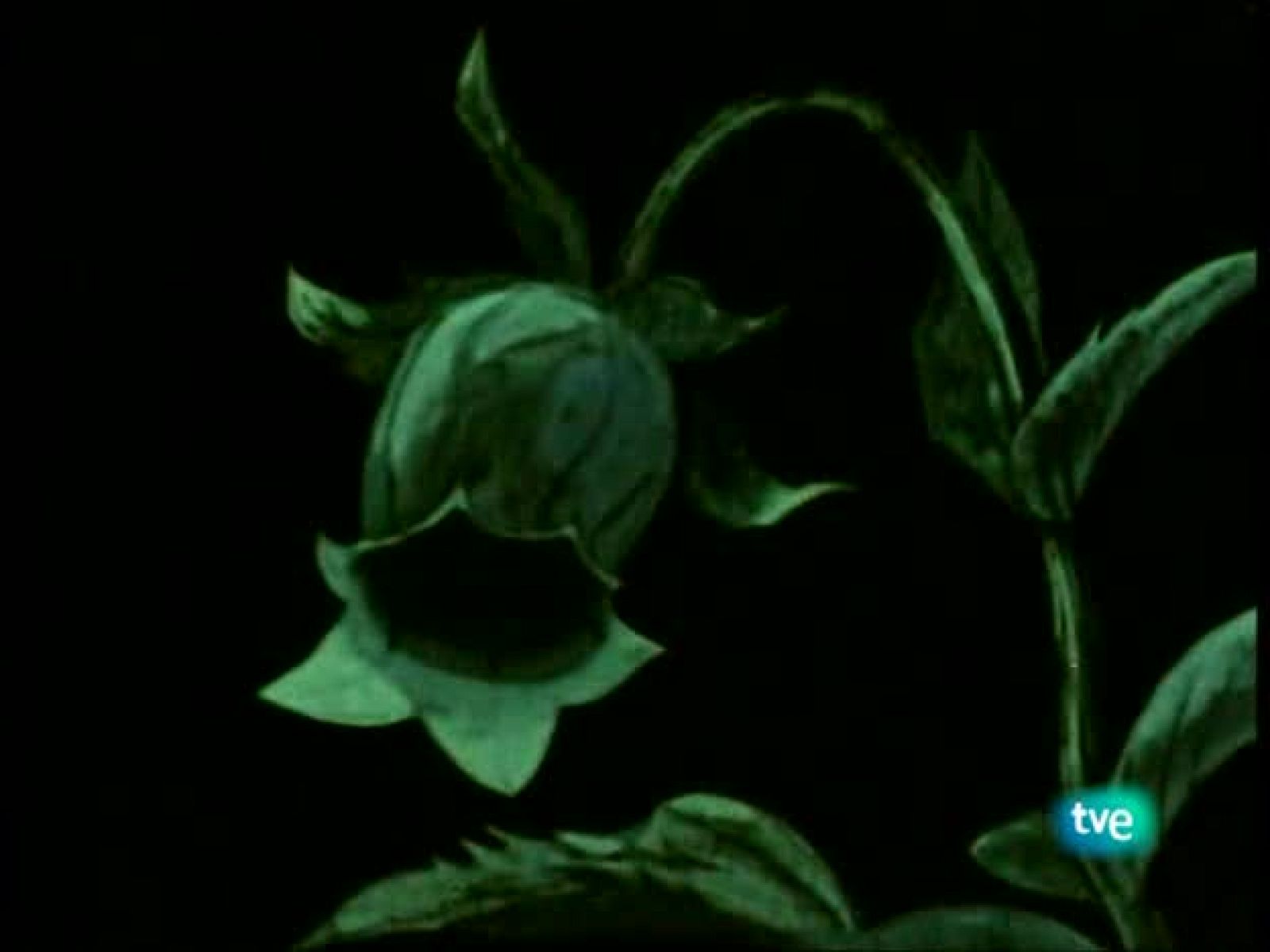 La abeja Maya - La Abeja Maya | Ver