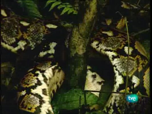 Vietnam, vida tras la muerte - Naturaleza secreta