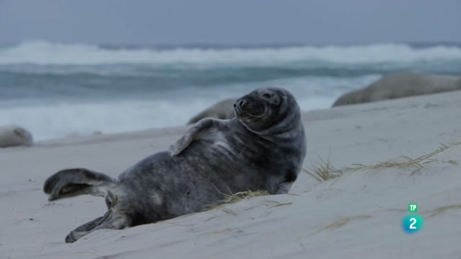 Grans Documentals - Un any de natura al Canadà - Hivern