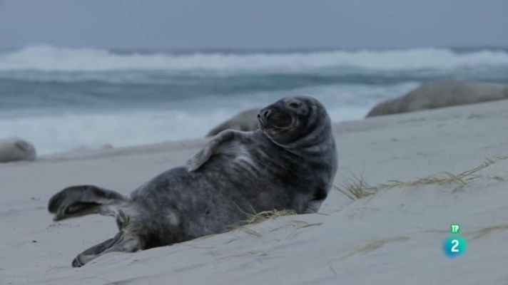 Especials en català - Un any de natura al Canadà - Hivern