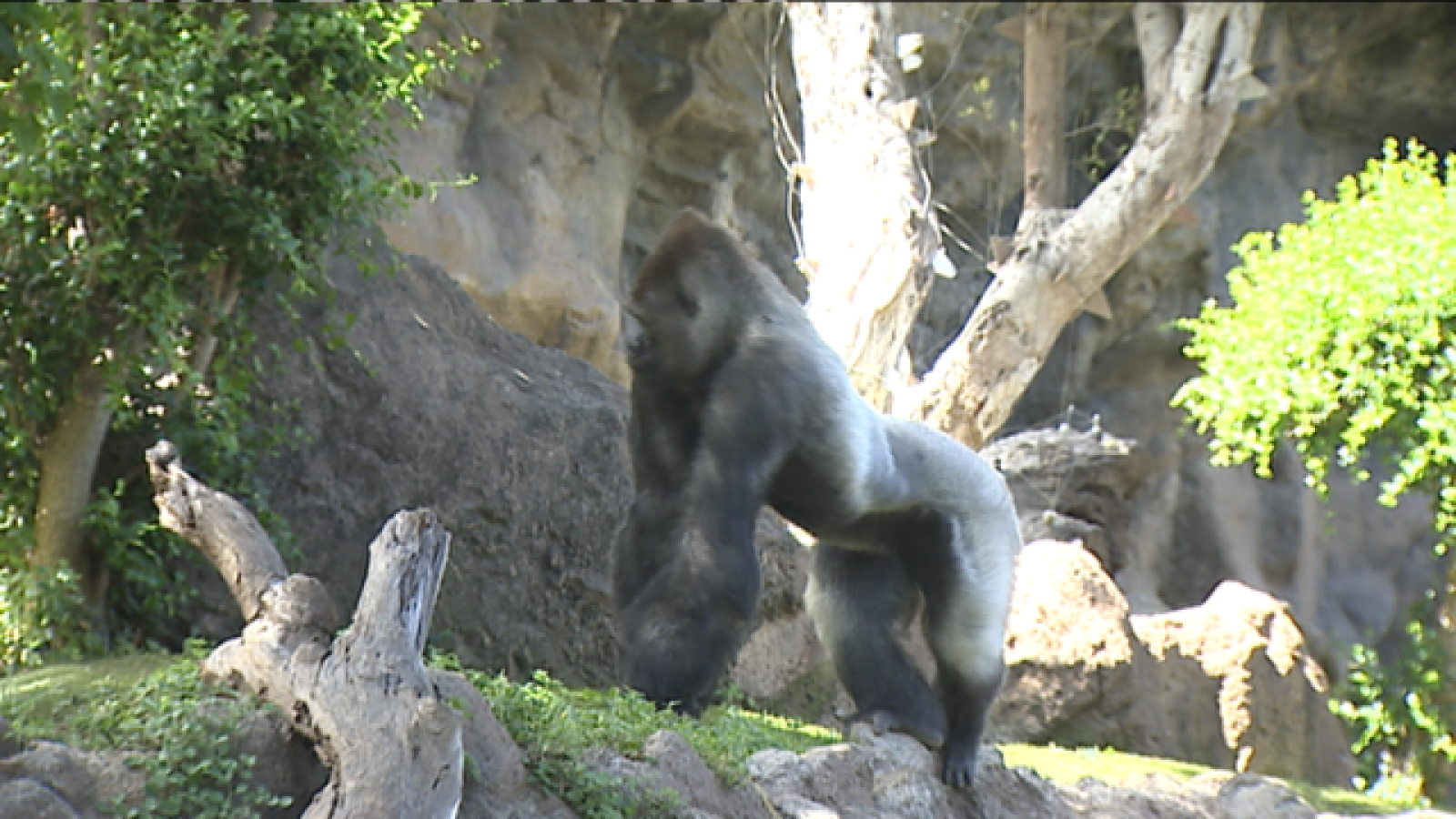 Telecanarias 2 / 22/04/2021