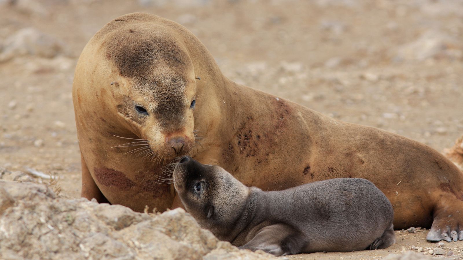 Historias salvajes - Episodio 1: El rey de los leones marinos - ver ahora