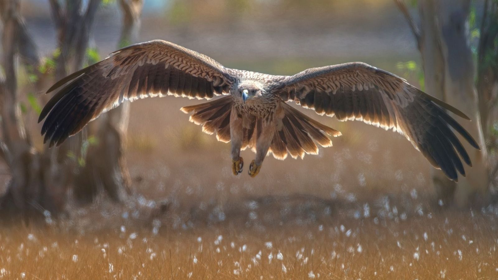 Aquí la Tierra - Así el arte de la cetrería y cómo se 'domestican' las aves rapaces como el águila imperial