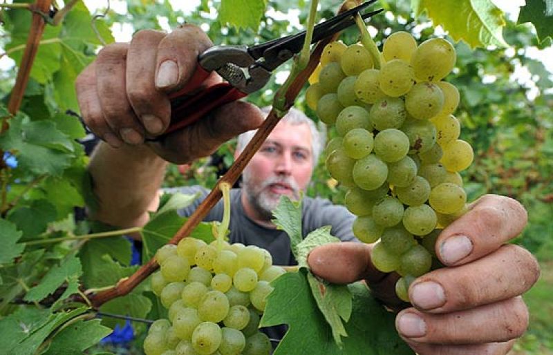 Informe semanal - Las uvas de la discordia | Ver