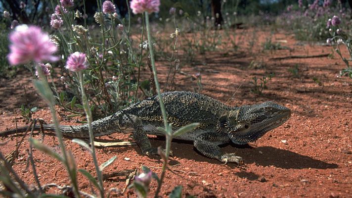 Historias salvajes - Lagartos de Australia